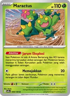 Maractus