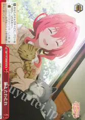 猫とたわむれ