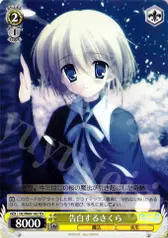 告白するさくら